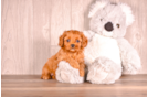 Cavapoo Pup Being Cute