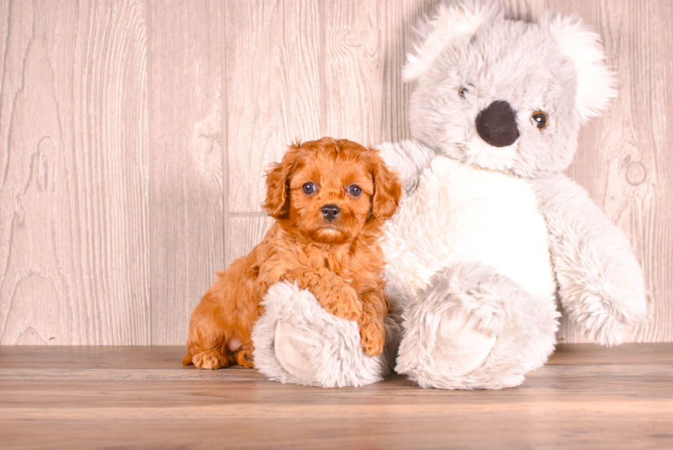 Cavapoo Pup Being Cute
