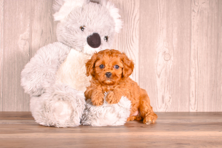 Cute Cavapoo Baby