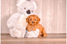 Cute Cavapoo Baby