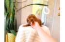 Cute Cavapoo Baby