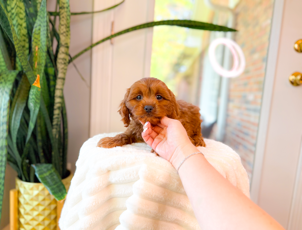 Cute Cavapoo Baby