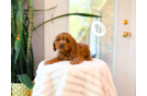 Cute Cavalier King Charles Spaniel and Poodle Mix Poodle Mix Puppy