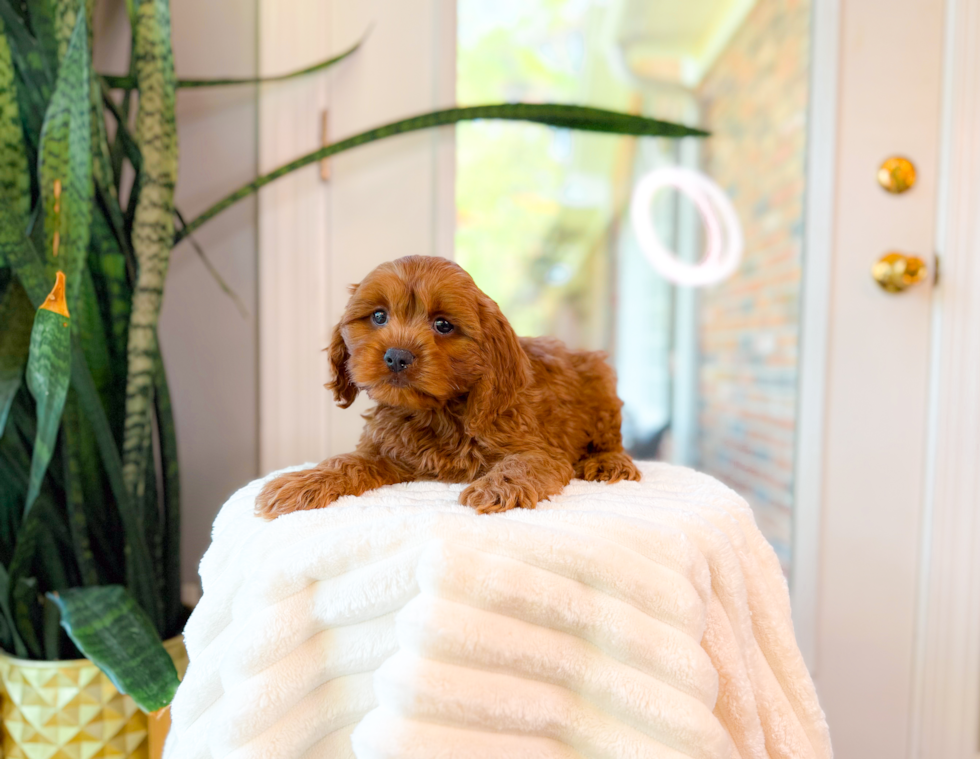 Cute Cavalier King Charles Spaniel and Poodle Mix Poodle Mix Puppy