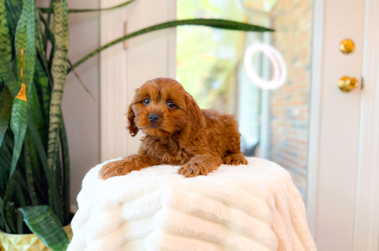 Cute Cavalier King Charles Spaniel and Poodle Mix Poodle Mix Puppy