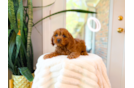 Best Cavapoo Baby