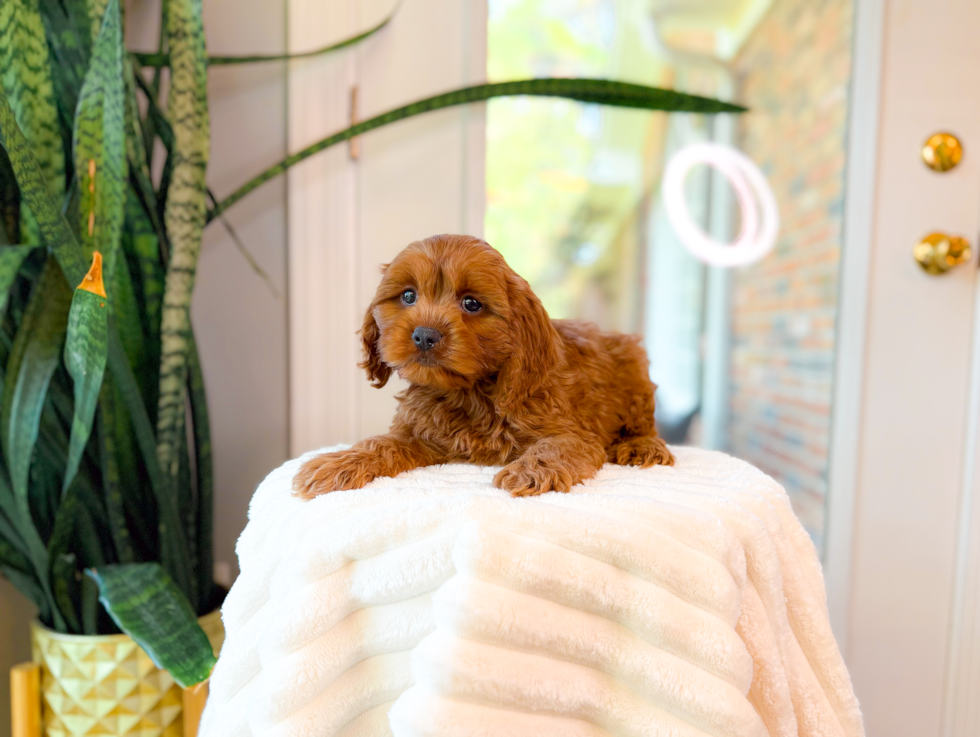 Best Cavapoo Baby