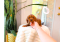 Cute Cavapoo Poodle Mix Pup