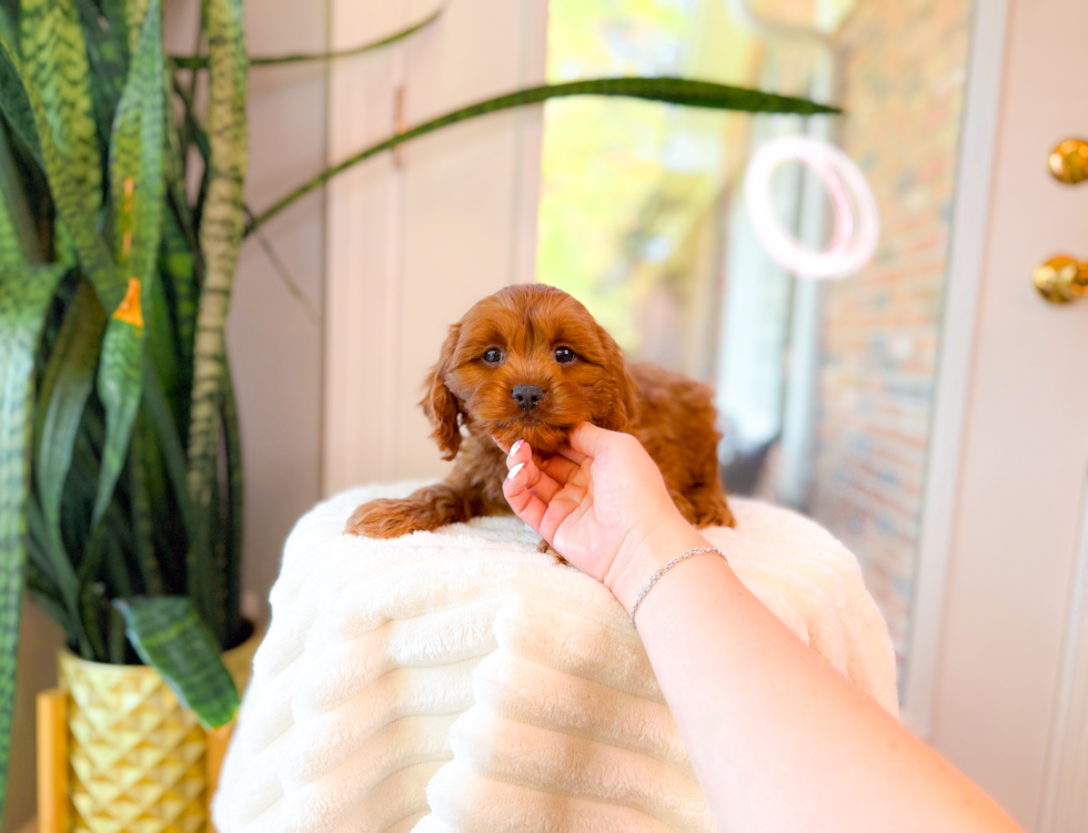Cute Cavapoo Poodle Mix Pup