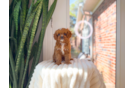Cute Cavapoo Baby