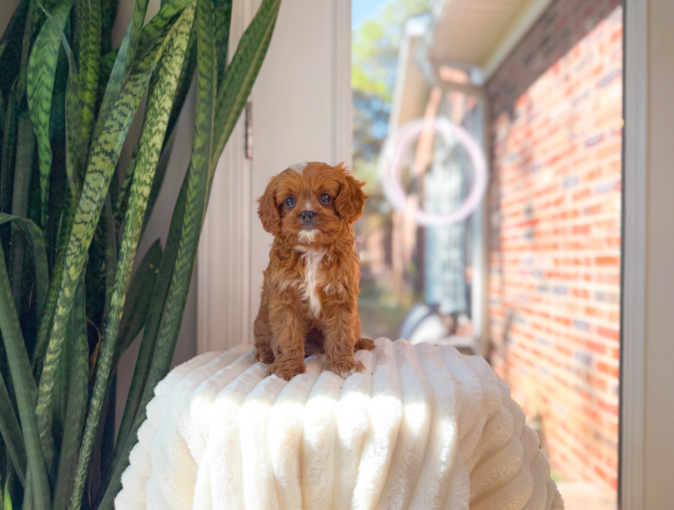Cute Cavapoo Baby