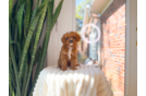 Cute Cavadoodle Poodle Mix Puppy