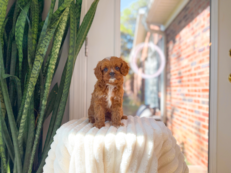 Cute Cavadoodle Poodle Mix Puppy