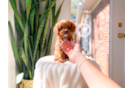 Cavapoo Pup Being Cute