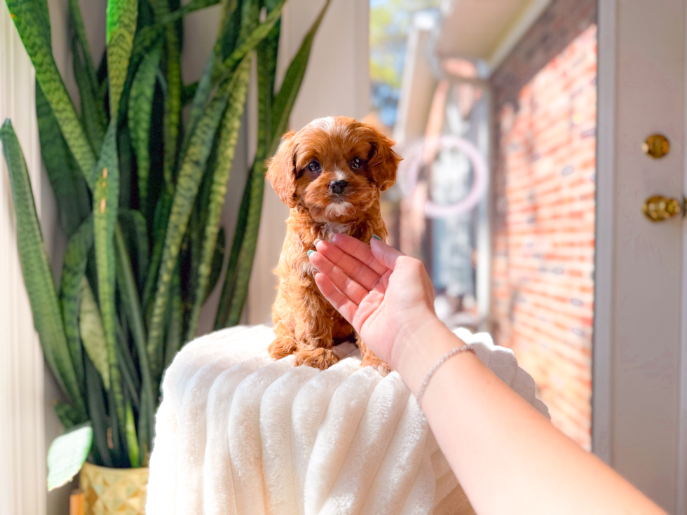 Cavapoo Pup Being Cute