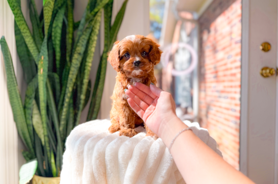 Cavapoo Pup Being Cute