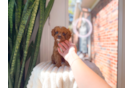 Cavapoo Pup Being Cute