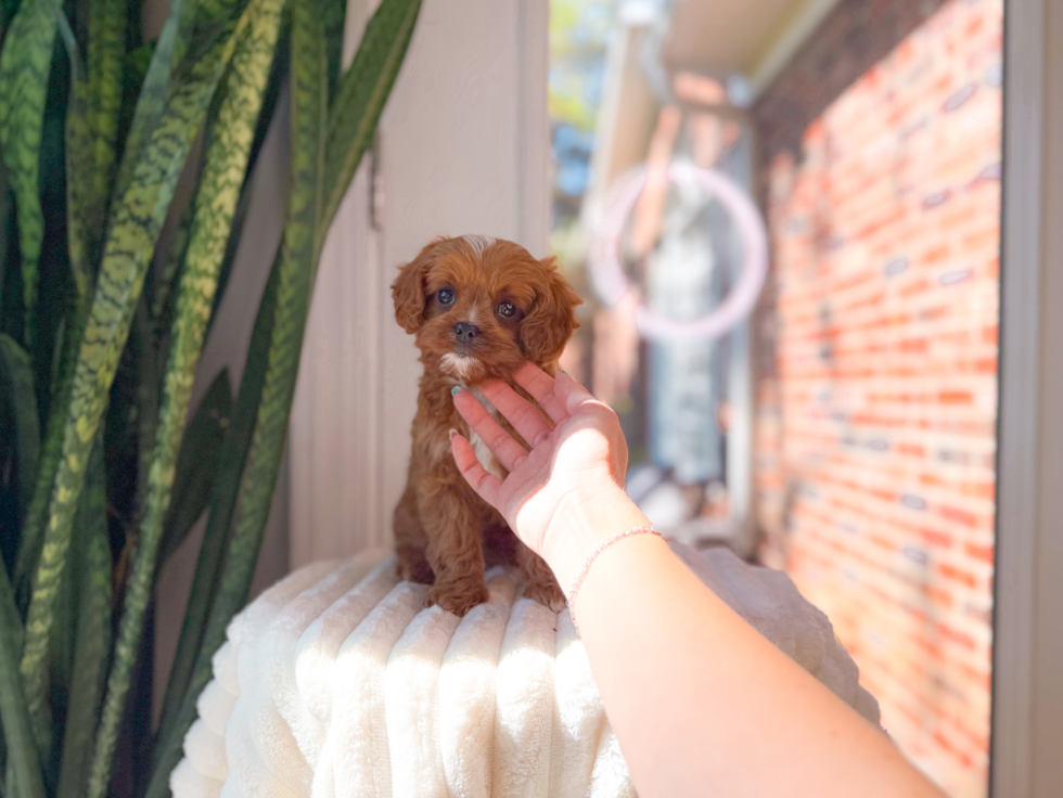 Cavapoo Pup Being Cute