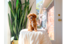 Cavapoo Puppy for Adoption