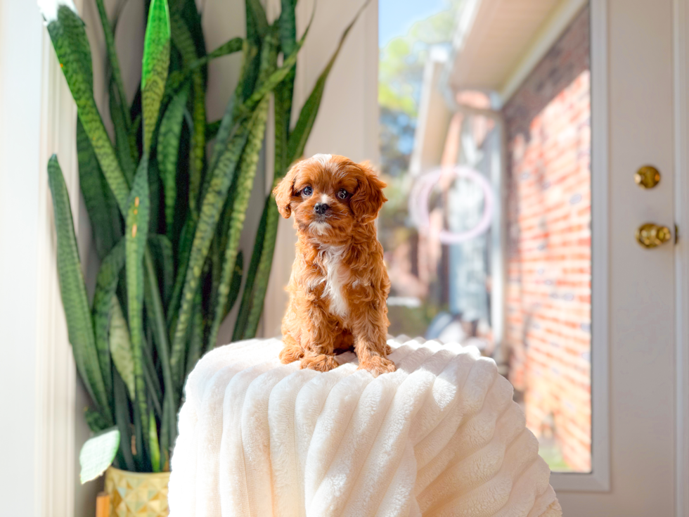 Cavapoo Puppy for Adoption