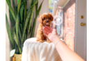 Cute Cavapoo Poodle Mix Pup