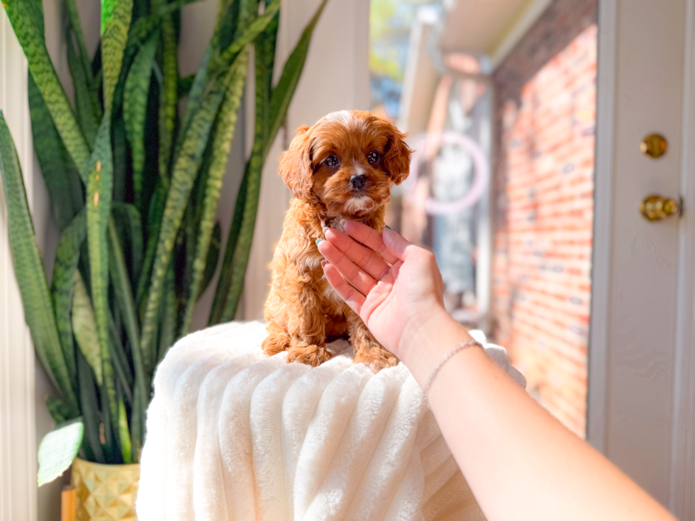 Cute Cavapoo Poodle Mix Pup