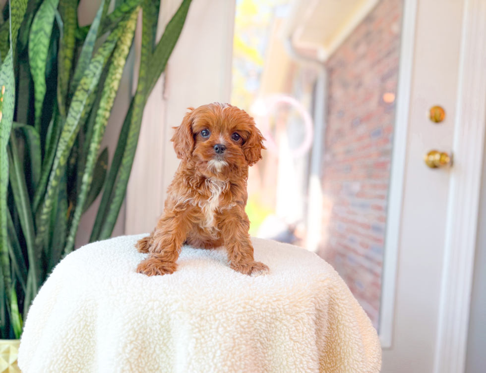 Cavapoo Puppy for Adoption