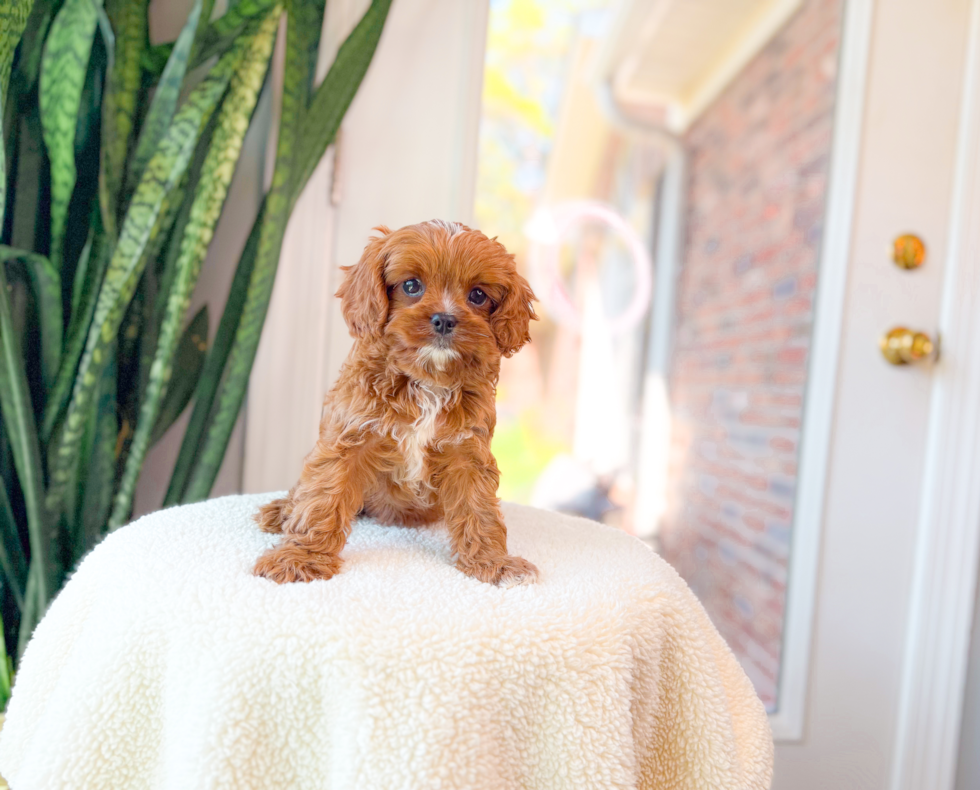 Best Cavapoo Baby