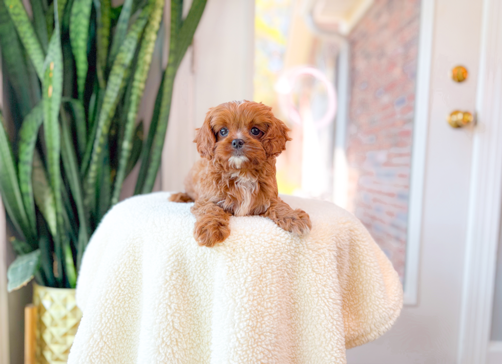 Cute Cavapoo Baby