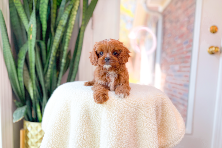 Cute Cavalier King Charles Spaniel and Poodle Mix Poodle Mix Puppy