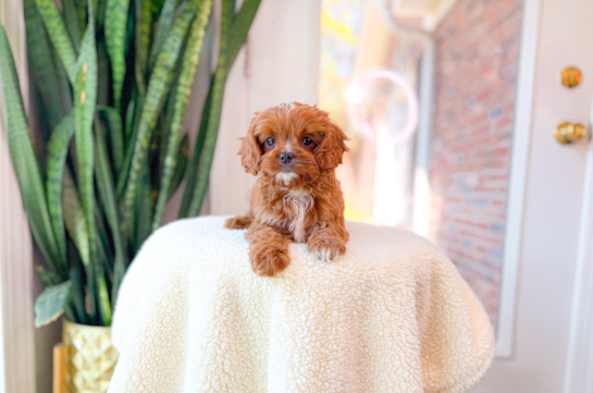 Cute Cavalier King Charles Spaniel and Poodle Mix Poodle Mix Puppy