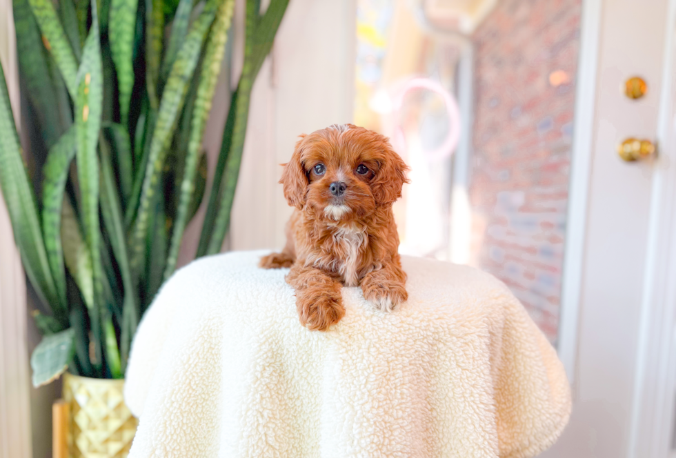 Cute Cavipoo Poodle Mix Puppy