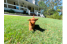 Cavapoo Pup Being Cute