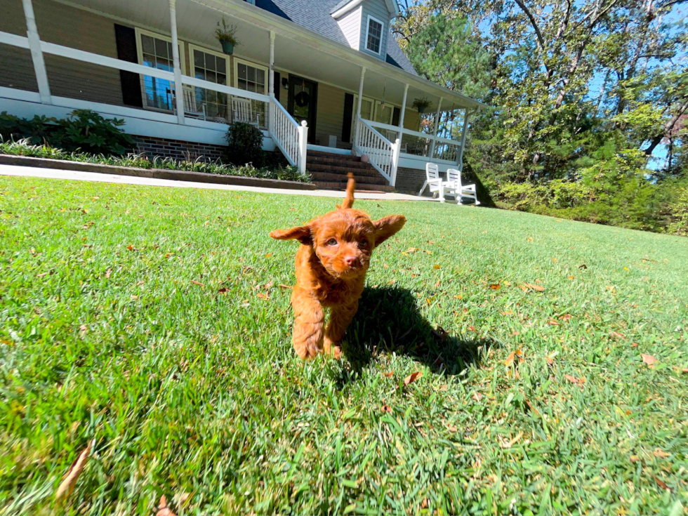 Cavapoo Pup Being Cute