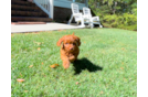 Cute Cavapoo Baby