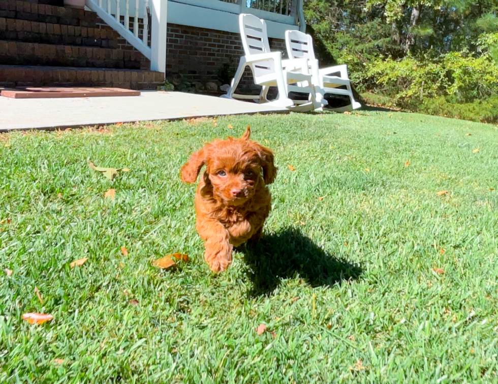 Cute Cavapoo Baby