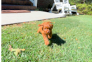 Cute Cavalier King Charles Spaniel and Poodle Mix Poodle Mix Puppy