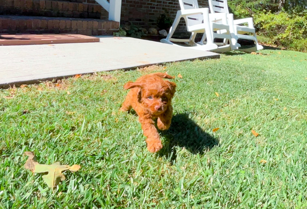 Cute Cavalier King Charles Spaniel and Poodle Mix Poodle Mix Puppy