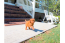 Cavapoo Puppy for Adoption