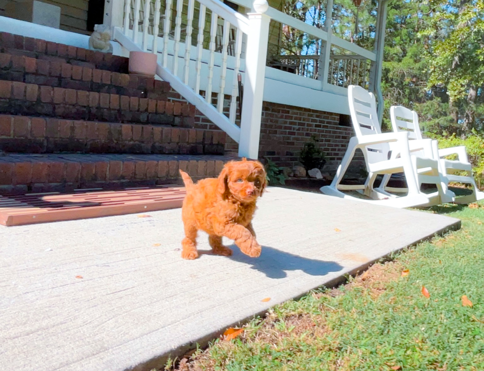 Cavapoo Puppy for Adoption