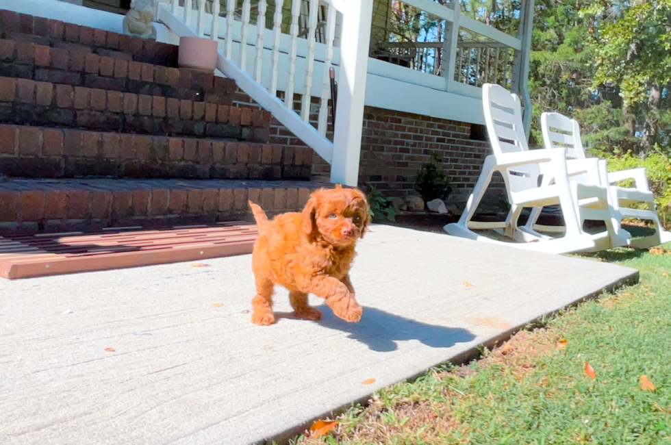 9 week old Cavapoo Puppy For Sale - Simply Southern Pups