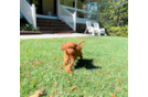 Cute Cavadoodle Poodle Mix Puppy