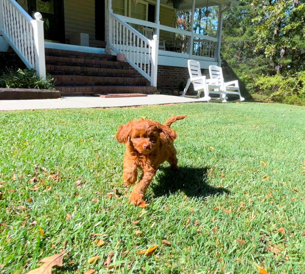 Cute Cavadoodle Poodle Mix Puppy