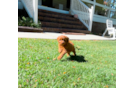 Cavapoo Pup Being Cute