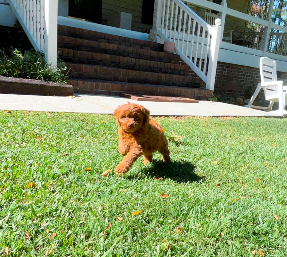 Cavapoo Pup Being Cute