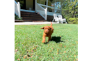 Cute Cavoodle Poodle Mix Puppy