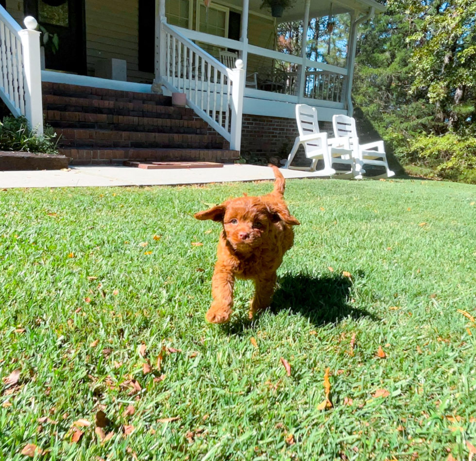 Cute Cavoodle Poodle Mix Puppy