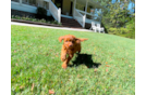 Cute Cavapoo Baby