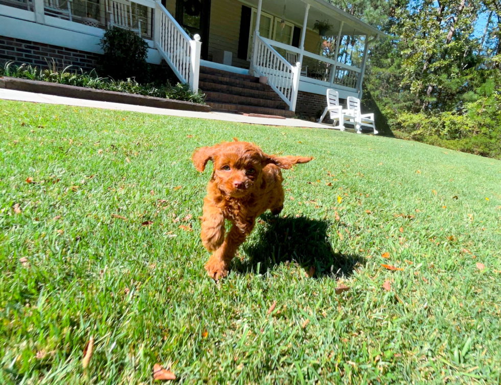 Cute Cavapoo Baby