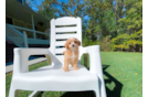 Cute Cavapoo Poodle Mix Pup